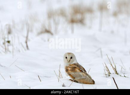 Schleiereule Tyto alba im Schnee Norfolk Stockfoto