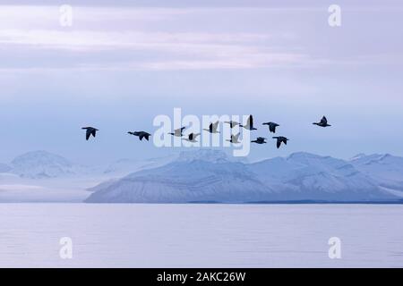 Nonnengänse (Branta leucopsis) Herde fliegen über Billefjorden im Sommer, Svalbard/Spitzbergen, Norwegen Stockfoto