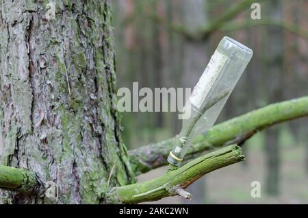 Alte Glas Flasche auf einem Zweig in den Wald. Leere schmutzig Wodka Flasche getragen auf einem mit Pinien. Augenhöhe schießen. Selektive konzentrieren. Ohne Menschen. Stockfoto