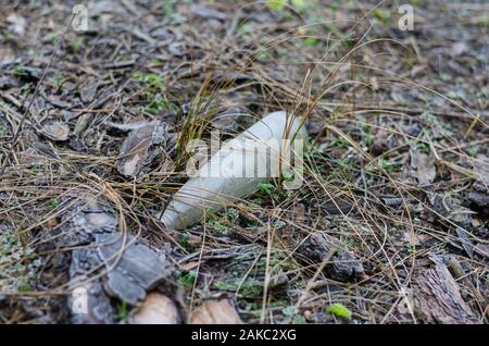 Schmutziges Glas Flasche auf dem Boden im Wald. Leere Flasche mit Raureif unter Gras bedeckt und pinienrinde. Close-up. Selektiver Fokus Stockfoto