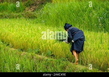 Vietnam, Ha Giang, Hoang Su Phi, Frau von La Chi erthnic Gruppe unter den Reisfeldern in der terrasse Stockfoto