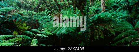 Bäume in einem Wald, Hawaii Volcanoes National Park, Florida, USA Stockfoto