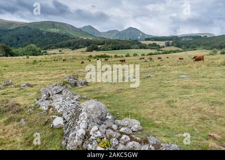 Frankreich, Puy de Dome, Chastreix, Berg, Tal der Salz Brunnen, Sancy Massif, Mont-Dore, Regionaler Naturpark der Vulkane der Auvergne Stockfoto