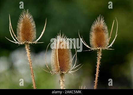 Frankreich, Franche-Comté, Besançon, Ödland, Dipsacus fullonum oder Dipsacus sylvestris, Blütenstand, am Ende des Sommers Stockfoto
