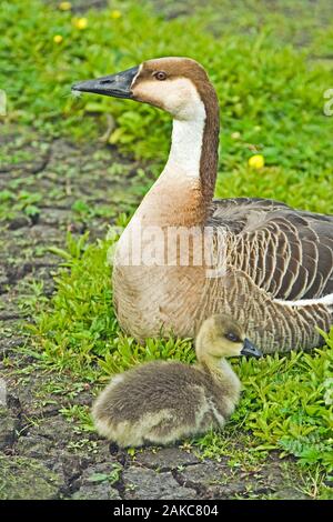 SWAN GOOSE (Anser cygnoides) und gosling. Wilden Vorfahren des Chinesischen Gans. Stockfoto