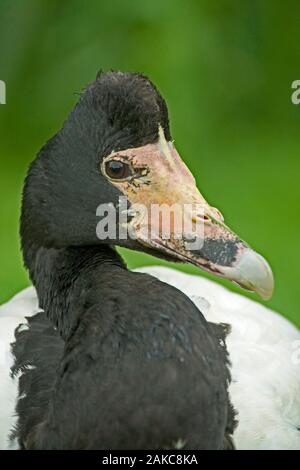 MAGPIE oder SEMI-PALMATED GANS oder PIED GANS (Anseranus semipalmata) in Australien. Stockfoto