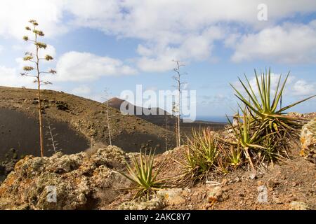 Wilde Aloe vera (Aloe Barbadensis) auf vulkanischen Sand Boden, Nationalpark Timanfaya (vulkanische Naturpark), Lanzarote, Kanarische Inseln, Spanien. Stockfoto