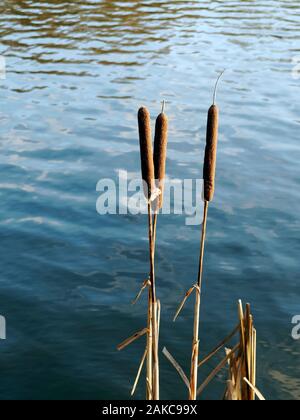 Die wurst geformt Blume Spike (weibliche Blüte) des gemeinsamen Feuchtgebiet Werk bekannt als rohrkolben oder reedmace, Latein Typha latifolia, durch ein Norfolk See. Stockfoto