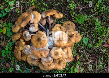 Lactarius quietus, auch bekannt als die Eiche, milkcap oakbug milkcap oder südlichen milkcap, Pilze in der britischen Landschaft Stockfoto