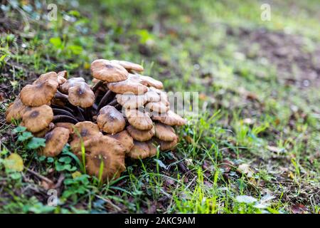 Lactarius quietus, auch bekannt als die Eiche, milkcap oakbug milkcap oder südlichen milkcap, Pilze in der britischen Landschaft Stockfoto