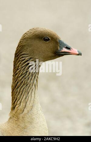 PINK-FOOTED GOOSE (Anser brachyrhynchus). Kopf und Hals Profil. Stockfoto