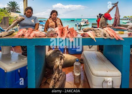 Ecuador, Galápagos-Archipel, ein UNESCO Weltkulturerbe, Insel Santa Cruz, Puerto Ayora, Fischmarkt, Galapagos Seelöwe (Zalophus wollebaeki) und Galapagos Braunpelikan (Pelecanus occidentalis urinator) Warten auf die Überreste fisch Vorbereitung Stockfoto