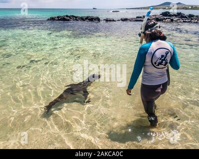 Ecuador, Galápagos-Archipel, ein UNESCO Weltkulturerbe, Santa Maria Island (Floreana), Schwimmen mit Galápagos-Seelöwen (Zalophus wollebaeki) Stockfoto