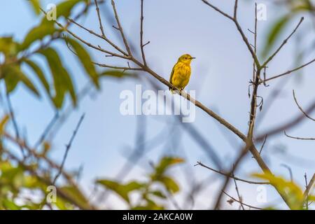 Ecuador, Galapagos Archipel, als Weltkulturerbe von der UNESCO, die Insel Isabela (Albemarie), Yellow Warbler (Setophaga petechien) auf der Krater des Vulkans Sierra Negra Stockfoto