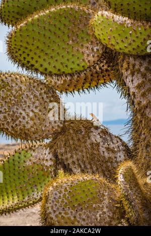 Ecuador, Galapagos Archipel, als Weltkulturerbe von der UNESCO, Santa Cruz Island, South Plaza Island, Galapagos Lava Lizard (Microlophus albemarlensis) auf einem Galapagos barbarite Feigenbaum, (Opuntia echios) Stockfoto