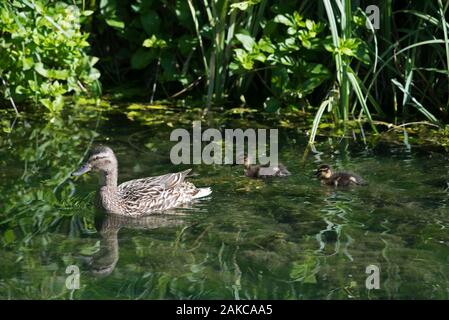 Stockente, weiblich und Entenküken (Anas Plathyrynchos), Frankreich Stockfoto