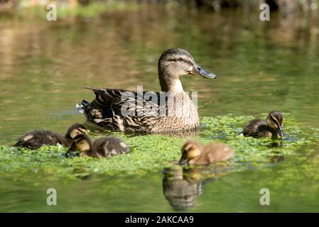 Stockente, weiblich (Anas Plathyrynchos), Frankreich Stockfoto