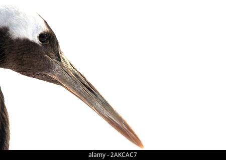 Japanischer Kranich, Rot - Kran gekrönt (Grus japonensis), Porträt, Japan Stockfoto