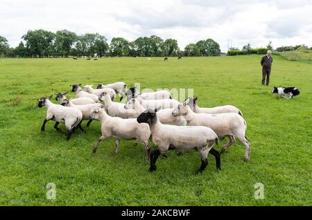 Irland, Meath County, Navan, Causey Farm, pädagogische Farm, Demonstration der Schäferhund mit Border Collies Hund Stockfoto