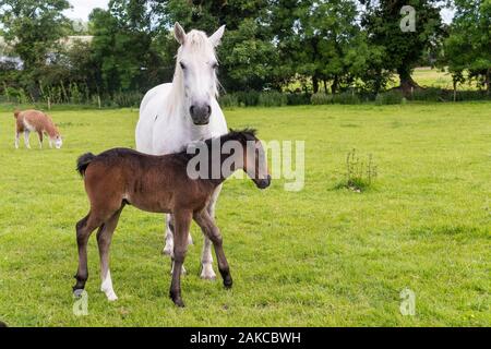 Irland, Meath County, Navan, Causey Farm, pädagogische Farm Stockfoto