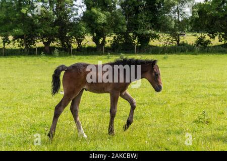 Irland, Meath County, Navan, Causey Farm, pädagogische Farm Stockfoto