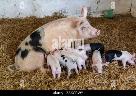 Irland, Meath County, Navan, Causey Farm, pädagogische Farm säen und ihre Porks Stockfoto