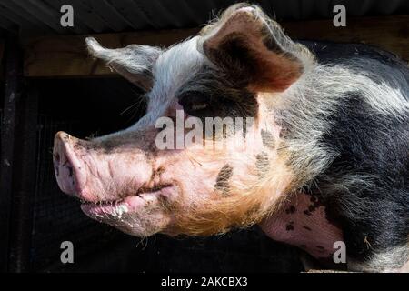 Irland, Meath County, Navan, Causey Farm, pädagogische Farm, Gloria sie ist rder Dekanat von Porks in Farm Stockfoto