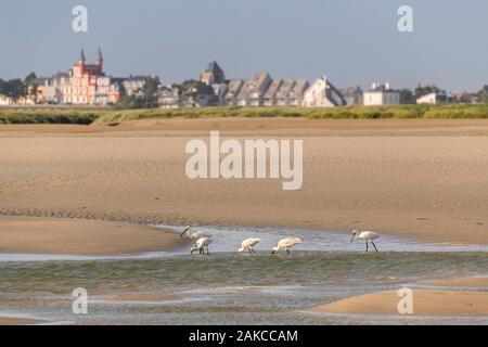 Frankreich, Somme (80), Somme Bay, Saint-Valery-sur-Somme, Kap hornu, Gruppe der Eurasischen Löffler (Platalea leucorodia) im Kanal der Somme nach Le Crotoy Stockfoto