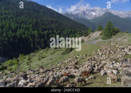 Frankreich, Hautes Alpes, Ceillac, Regionaler Naturpark Queyras, Herde von Schafen und Pointe de la Saume Peak 3043 m Stockfoto