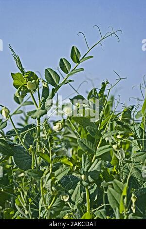 Futtererbsen (Pisum sativum). In landwirtschaftlicher Anbau Ingham Norfolk. Juli. Für Canning und das Frieren für den menschlichen und tierischen Verzehr angebaut. Stockfoto