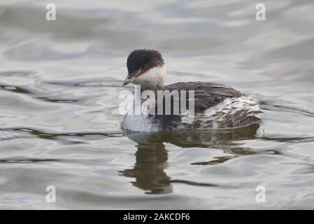 Slawonische Grebe am Naturschutzgebiet Attenborough. Stockfoto