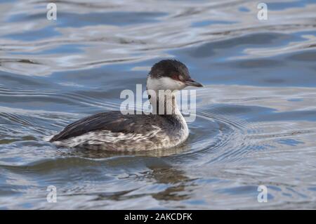 Slawonische Grebe am Naturschutzgebiet Attenborough. Stockfoto