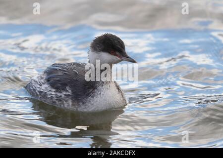 Slawonische Grebe am Naturschutzgebiet Attenborough. Stockfoto