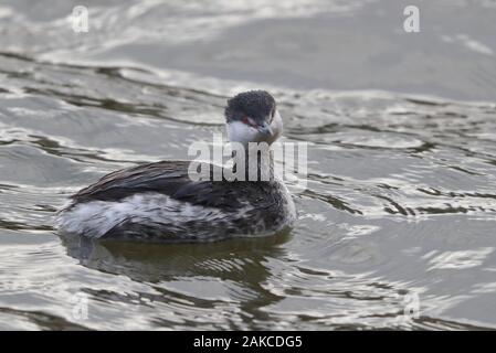 Slawonische Grebe am Naturschutzgebiet Attenborough. Stockfoto