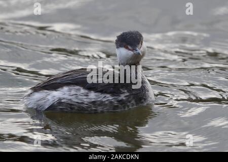 Slawonische Grebe am Naturschutzgebiet Attenborough. Stockfoto