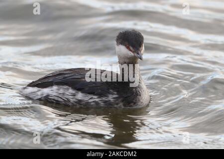 Slawonische Grebe am Naturschutzgebiet Attenborough. Stockfoto