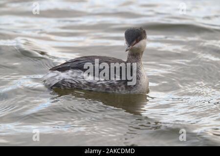 Slawonische Grebe am Naturschutzgebiet Attenborough. Stockfoto