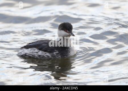 Slawonische Grebe am Naturschutzgebiet Attenborough. Stockfoto