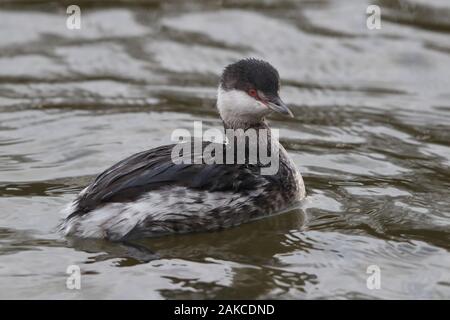 Slawonische Grebe am Naturschutzgebiet Attenborough. Stockfoto