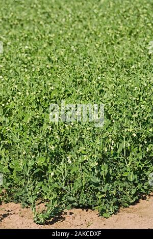 Futtererbsen (Pisum sativum). In den Anbau landwirtschaftlicher Kulturpflanzen. Ingham Norfolk. Juli. Stockfoto