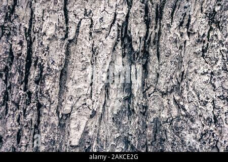 Rinde Baum, natürlichen Hintergrund in den Wald an einem regnerischen Tag Stockfoto