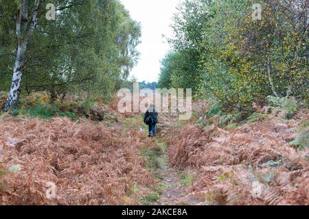 Ein "middles" im Alter von Frau ihren Hund für einen Spaziergang im Herbst einige Heide Stockfoto