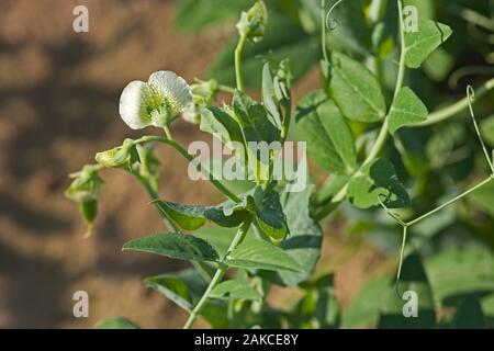 Futtererbsen (Pisum sativum). Vielfalt der landwirtschaftlichen Kulturpflanzen angebaut. Ingham, Norfolk. Juli. Stockfoto