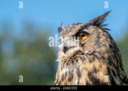 Porträt einer wunderschönen Uhu (Bubo bubo) Portrait. Blau und Grün bokeh Hintergrund. Noord Brabant in den Niederlanden. Stockfoto