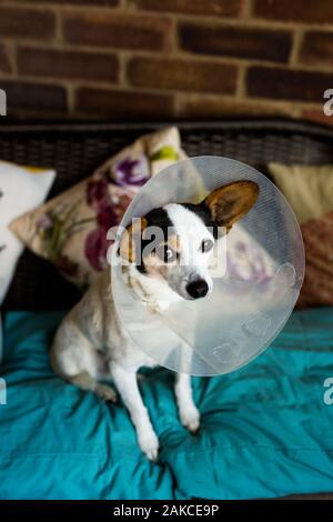 Eine kleine Jack Russell kreuz Papillon Welpen das Tragen einer schützenden Kegel nach einer Operation an der Tierärzte Stockfoto