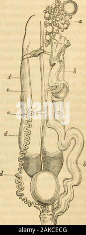 Die Geburtshilfe Memoiren und Beiträgen von James YSimpson;. Er Canal, endlich verschwunden. Theconvoluted oder verzerrte Teil ranover ein Raum von etwa 2 und einem halfinches, und wenn Abgerollt, würde haveextended drei oder vier Mal thatlength. Der Kanal wurde über die usualsize des gleichen Teils in der perfectcock, und vielleicht einige Teile evenmore geweitet. Der Hohlraum wurde filledwith eine weißliche, Samen-, albu - minous Flüssigkeit, die auf den ersten verhindert amercurial Injektion von Schnell pass-ing durch es. Es war nicht anyapparent Überbleibsel einer Hoden. Thefowl das war das Thema dieses mal- Stockfoto