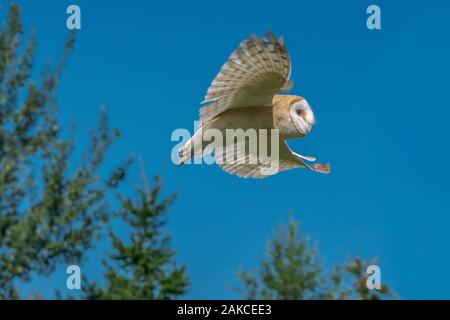 Flying Schleiereule (Tyto alba), die Jagd in den Wald von Noord Brabant in den Niederlanden. Blauen Hintergrund. Stockfoto