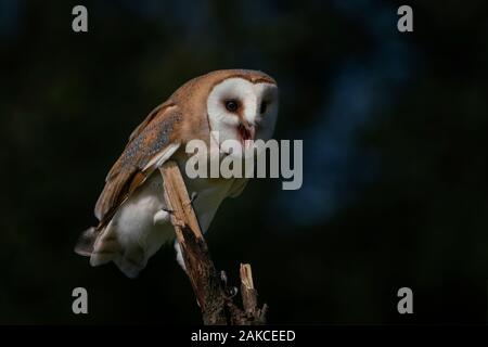 Nette und wunderschöne Schleiereule (Tyto alba) sitzen auf einem Ast. Dunkelblau und Grün hinterlegt. Noord Brabant in den Niederlanden. Writing Space. Stockfoto