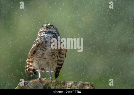 Grabende Eule (Athene cunicularia) im Regen stehen. Noord Brabant in den Niederlanden. Stockfoto