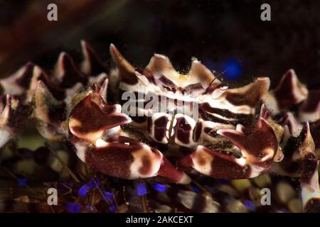 Zebra Seeigel Krabbe (Zebrida adamsii) Stockfoto